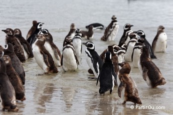 Manchots de Magellan  Saunders Island - Malouines