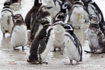 Manchots de Magellan  Saunders Island - Malouines