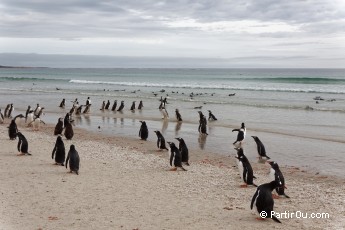 Manchots papous et de Magellan  Saunders Island - Malouines