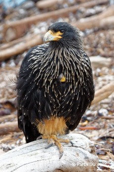 Caracara austral