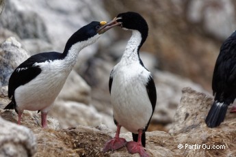 Cormorans impriaux  New Island - Malouines