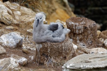 Albatro  sourcils noirs  New Island - Malouines