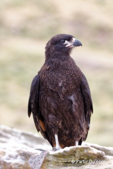 Caracara austral  New Island - Malouines