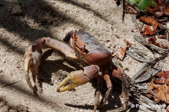 Crabe terrestre sur l'île Curieuse - Seychelles