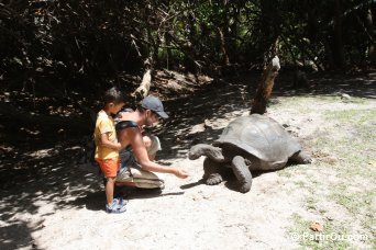 Tortue sur l'le Curieuse - Seychelles