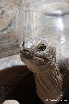 Tortue sur l'le Curieuse - Seychelles