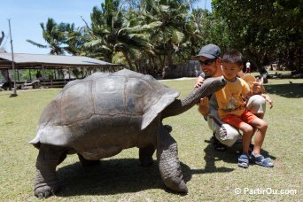 Tortues terrestres gantes - Seychelles