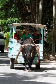 Charette à boeuf à La Digue - Seychelles
