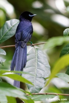 Veuve Noire (ou Gobe-mouche du Paradis des Seychelles)