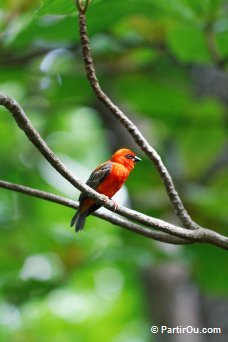 Foudi Rouge (ou Cardinal de Madagascar)