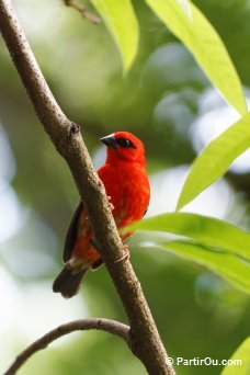 Foudi Rouge (ou Cardinal de Madagascar)