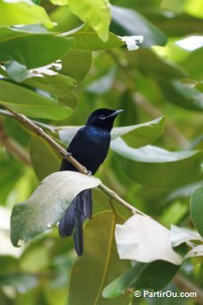 Veuve Noire (ou Gobe-mouche du Paradis des Seychelles)