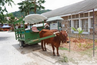 Charette  boeuf  La Digue - Seychelles