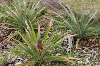 au Jardin Du Roi - Mah - Seychelles