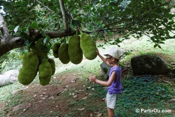 Fruit du jacquier