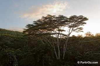 sur le Chemin Dame Le Roi - Mah - Seychelles