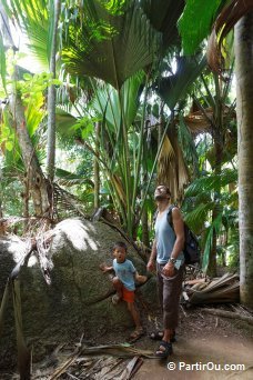 Valle de Mai - Praslin - Seychelles