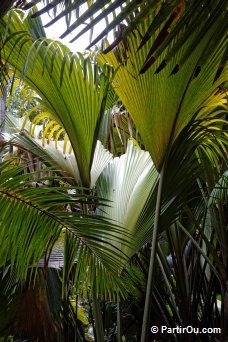 Valle de Mai - Praslin - Seychelles