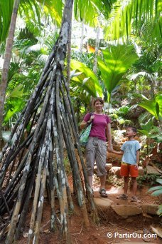 Valle de Mai - Praslin - Seychelles