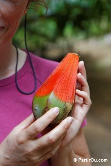 Valle de Mai - Praslin - Seychelles