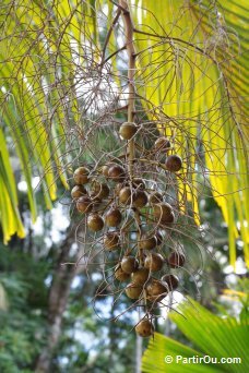 Valle de Mai - Praslin - Seychelles