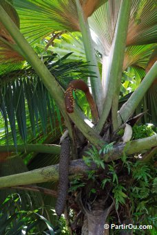 Cocotier de mer mle - Seychelles