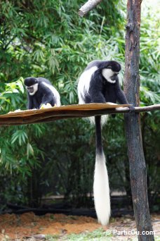 Zoo - Singapour