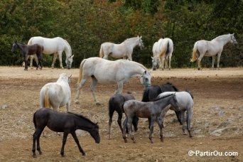 Haras de Lipica - Slovnie