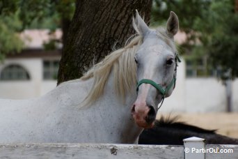 Haras de Lipica - Slovnie