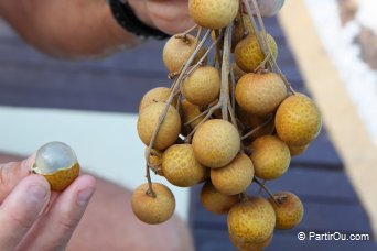 Longan