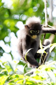 Singe - Krabi - Thalande