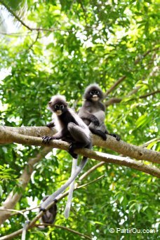 Singes - Krabi - Thalande