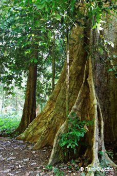 Jungle de Koh Yao Noi - Thalande