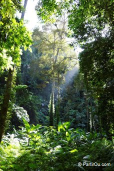 Jungle de Koh Yao Noi - Thaïlande