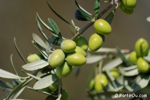 Olives - Tunisie