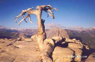 Jeffrey Pine - Parc national de Yosemite