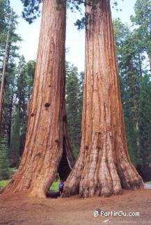 Squoias Gants - Parc national de Yosemite